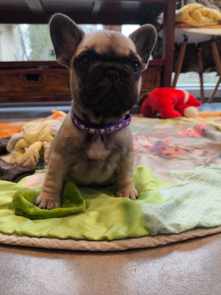 De La Futaie Des Merveilles - Chiot disponible  - Bouledogue français