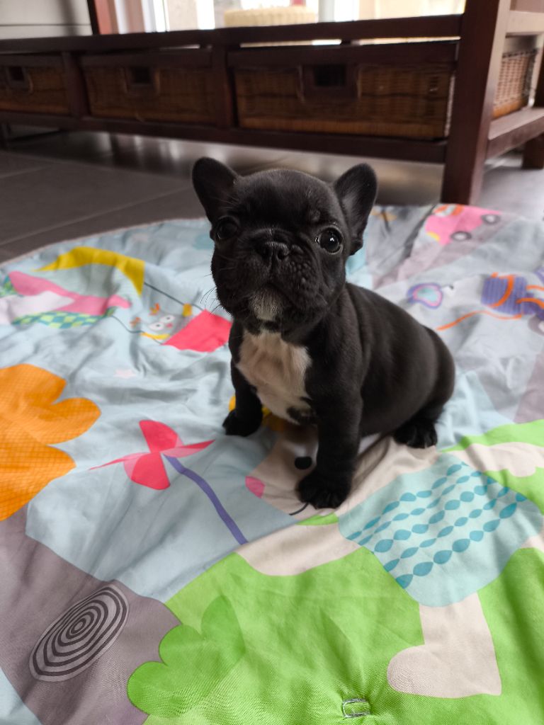 De La Futaie Des Merveilles - Chiot disponible  - Bouledogue français