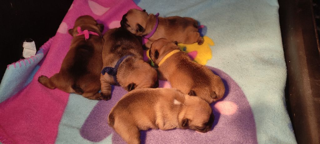 chiot Bouledogue français De La Futaie Des Merveilles