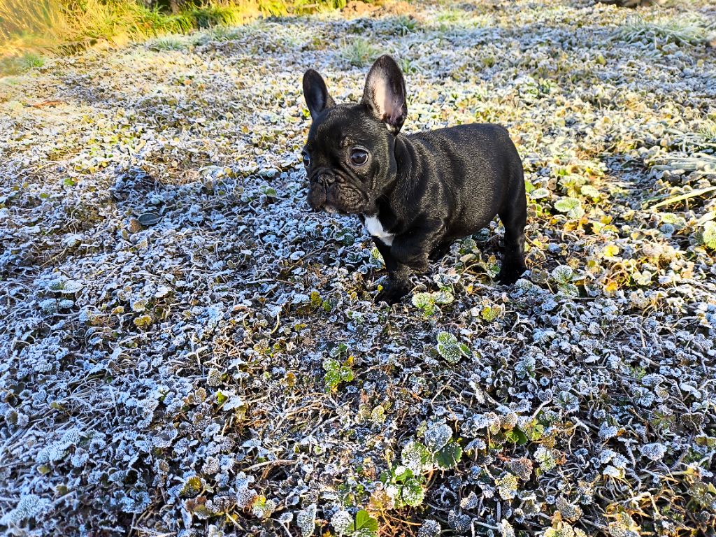 De La Futaie Des Merveilles - Chiot disponible  - Bouledogue français