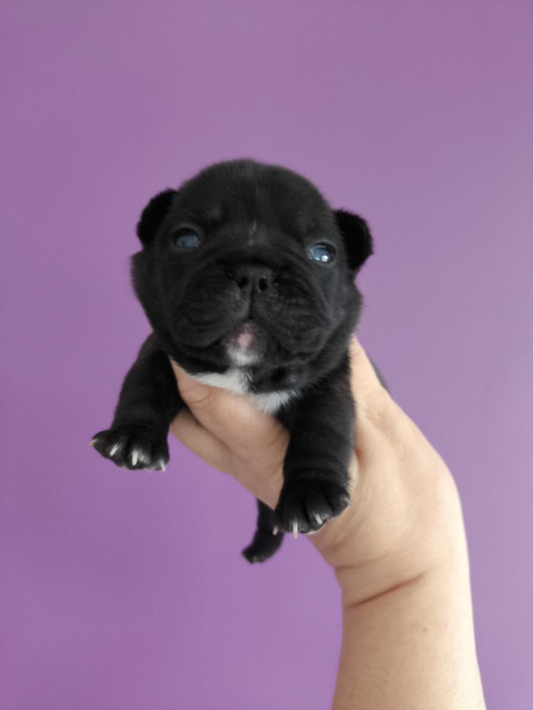 De La Futaie Des Merveilles - Chiot disponible  - Bouledogue français