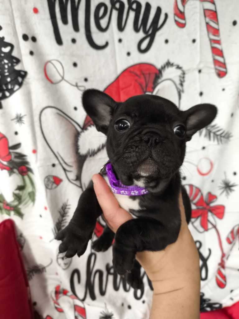 De La Futaie Des Merveilles - Chiot disponible  - Bouledogue français