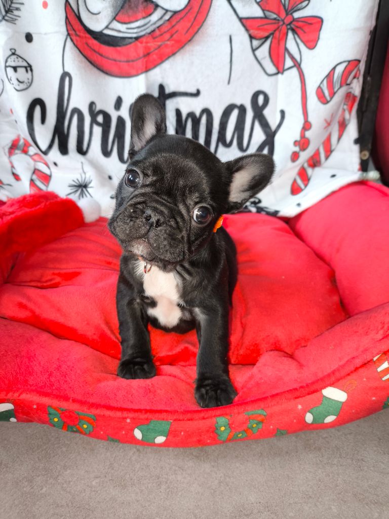 De La Futaie Des Merveilles - Chiot disponible  - Bouledogue français