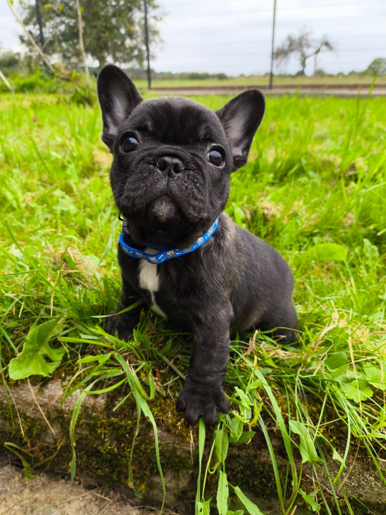 De La Futaie Des Merveilles - Chiot disponible  - Bouledogue français