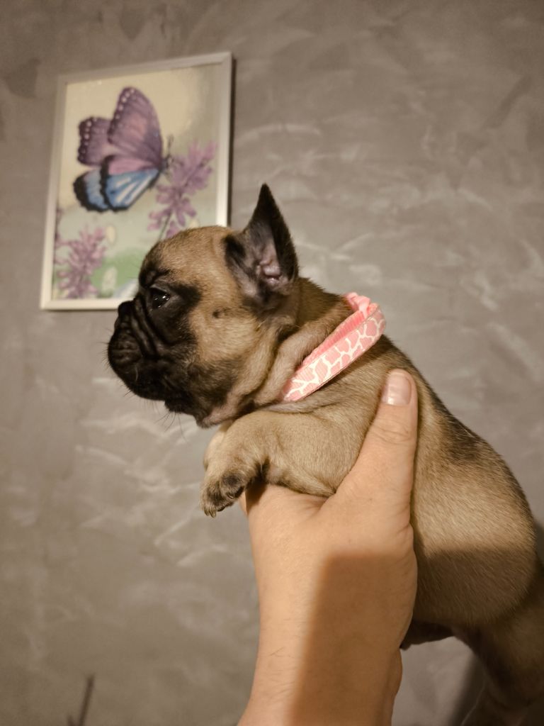 De La Futaie Des Merveilles - Chiot disponible  - Bouledogue français