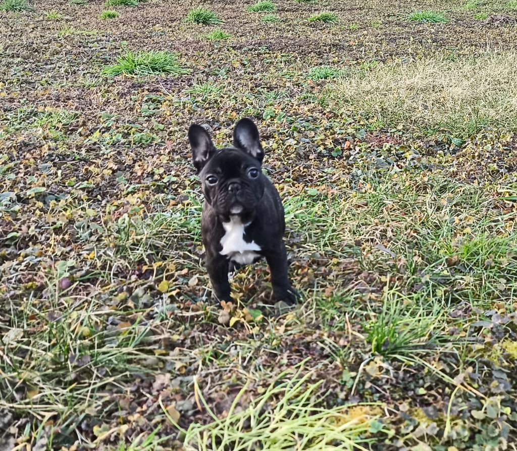 De La Futaie Des Merveilles - Chiot disponible  - Bouledogue français