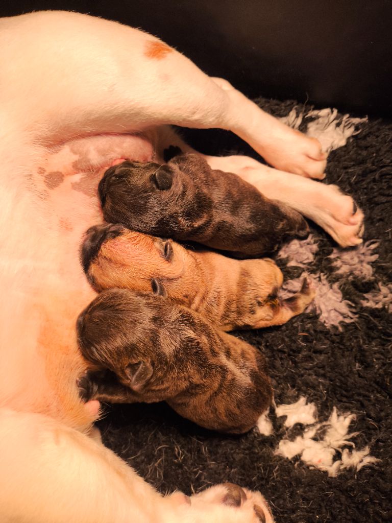 chiot Bouledogue français De La Futaie Des Merveilles