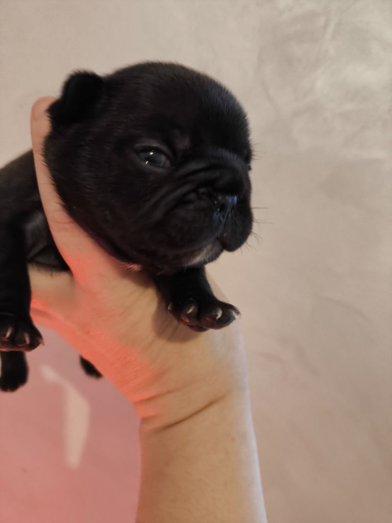 De La Futaie Des Merveilles - Chiot disponible  - Bouledogue français