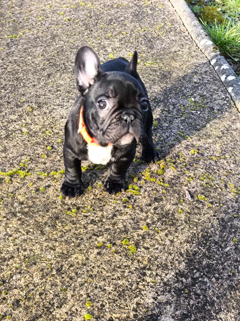 De La Futaie Des Merveilles - Chiot disponible  - Bouledogue français