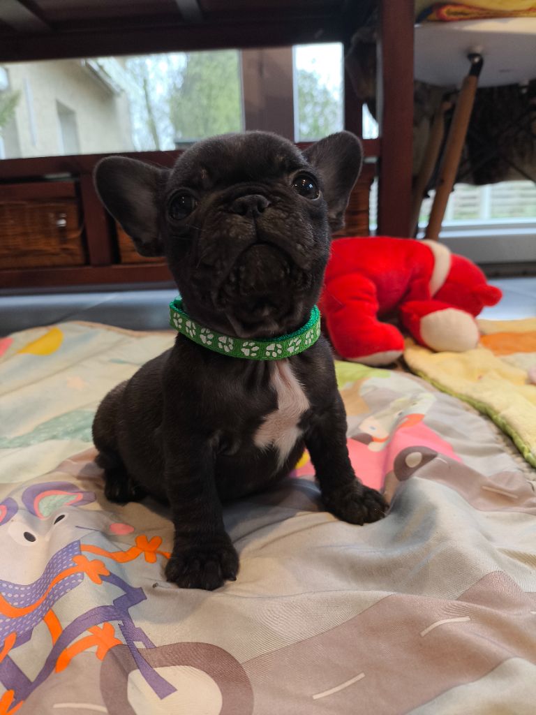 De La Futaie Des Merveilles - Chiot disponible  - Bouledogue français