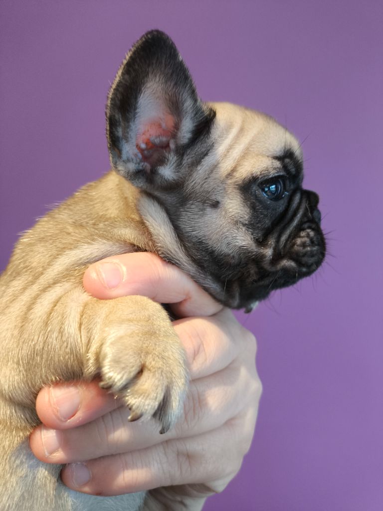 De La Futaie Des Merveilles - Chiot disponible  - Bouledogue français