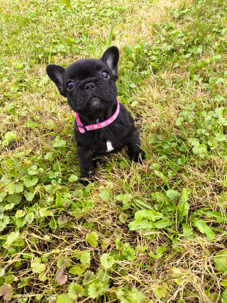 De La Futaie Des Merveilles - Chiot disponible  - Bouledogue français