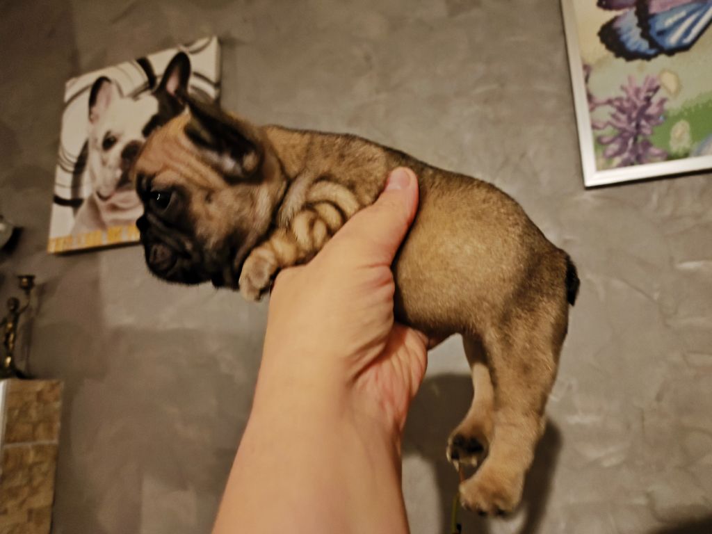 De La Futaie Des Merveilles - Chiot disponible  - Bouledogue français