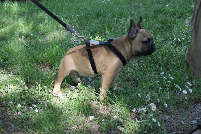 De La Futaie Des Merveilles - petite promenade avec Stitch