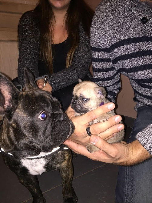 De La Futaie Des Merveilles - visite de l'adorable Iggy de La Futaie des Merveilles