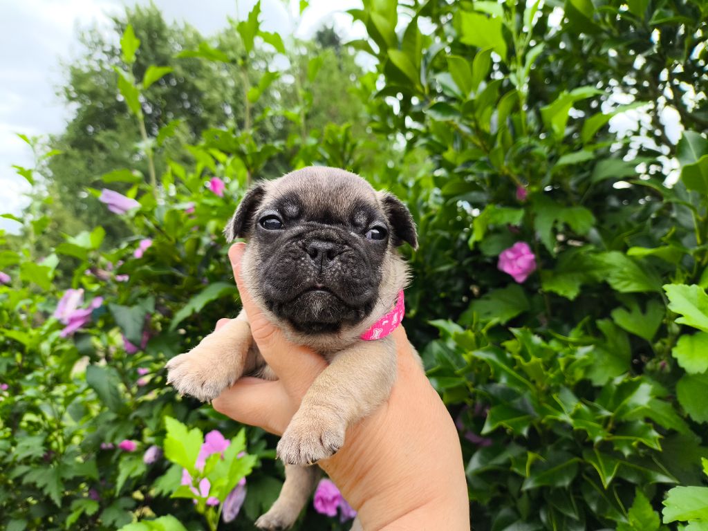 De La Futaie Des Merveilles - Chiots disponibles - Bouledogue français