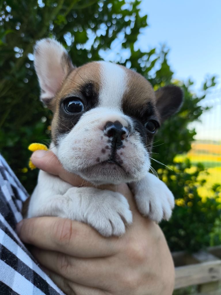 De La Futaie Des Merveilles - Chiots disponibles - Bouledogue français