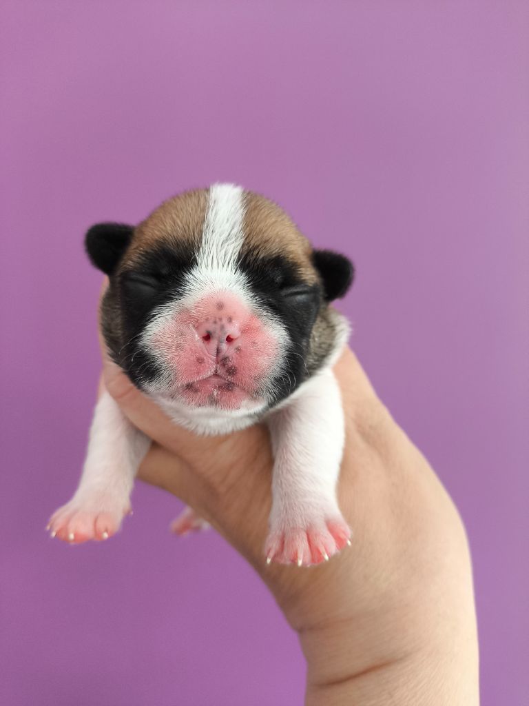 De La Futaie Des Merveilles - Chiots disponibles - Bouledogue français