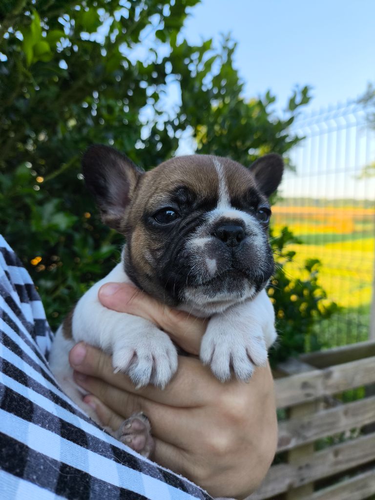 De La Futaie Des Merveilles - Chiots disponibles - Bouledogue français