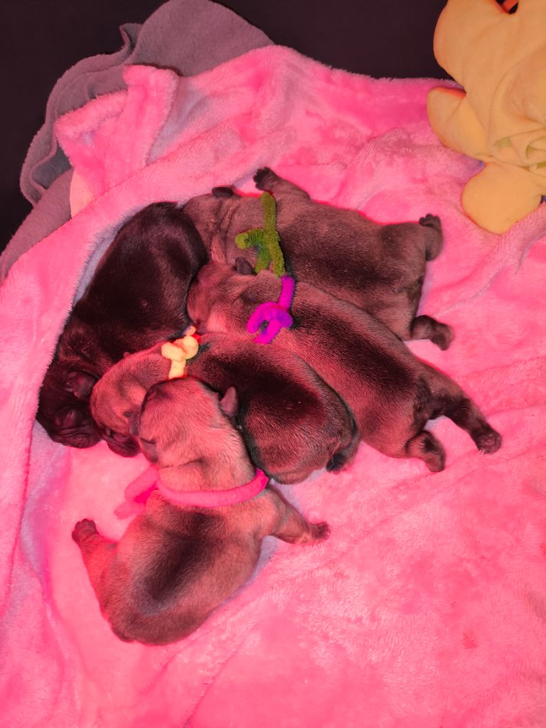 Chiot Bouledogue français De La Futaie Des Merveilles