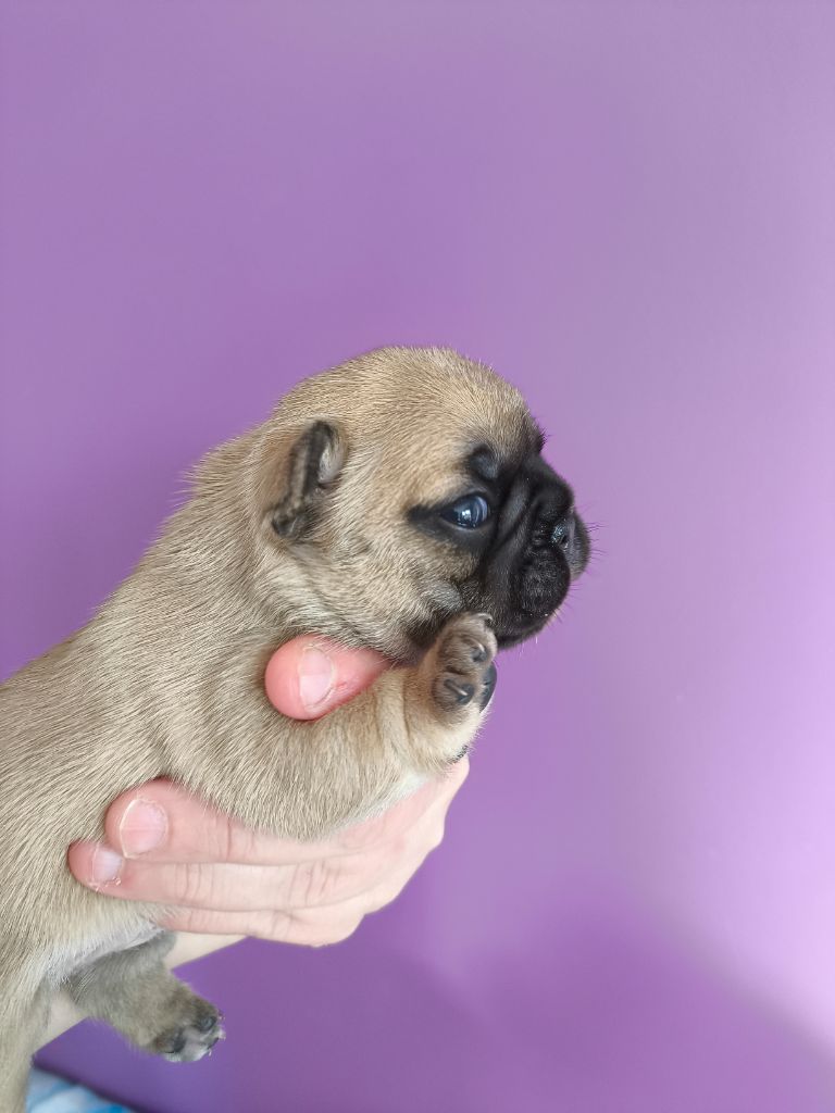 De La Futaie Des Merveilles - Chiots disponibles - Bouledogue français