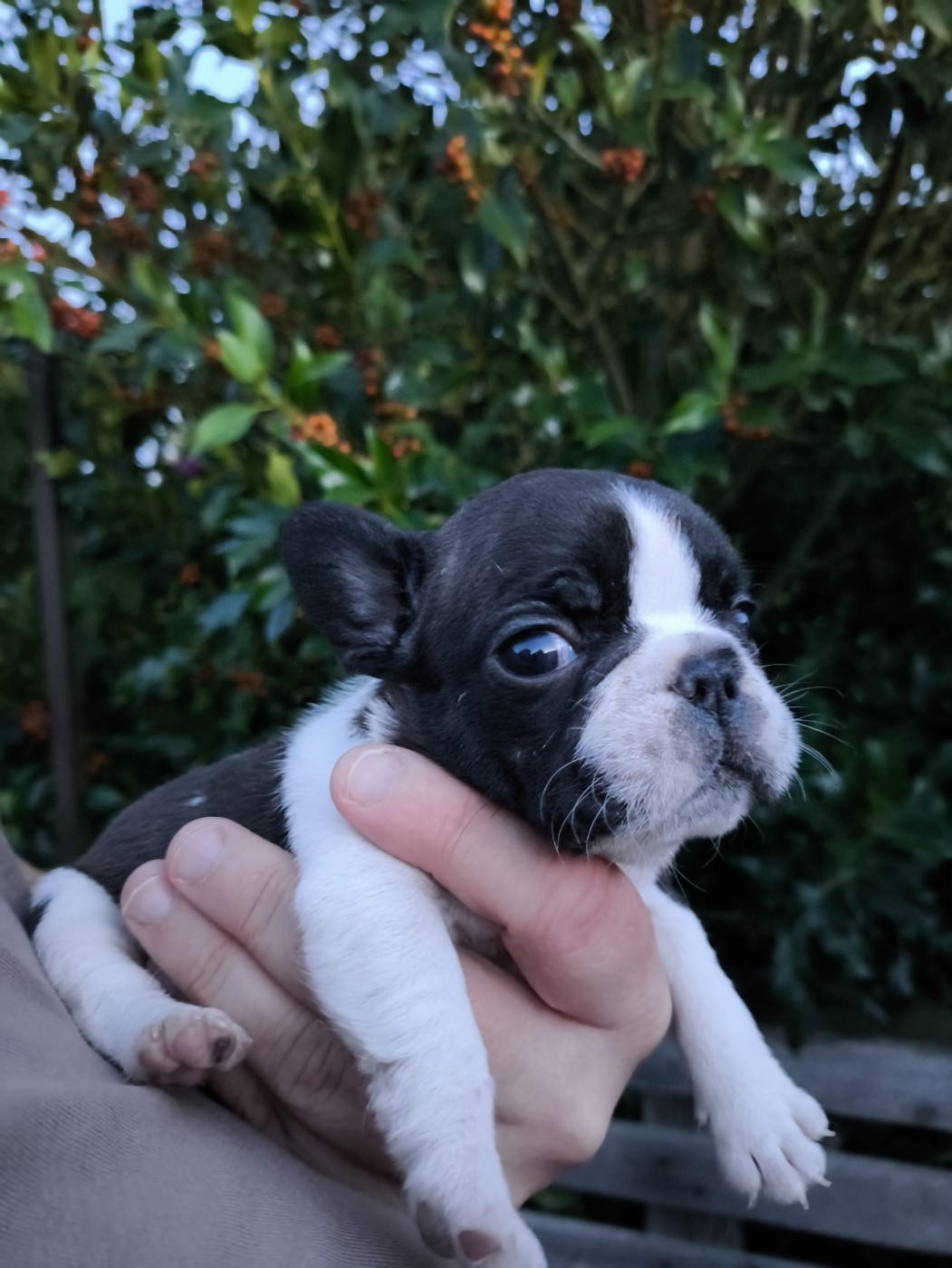 De La Futaie Des Merveilles - Chiots disponibles - Bouledogue français