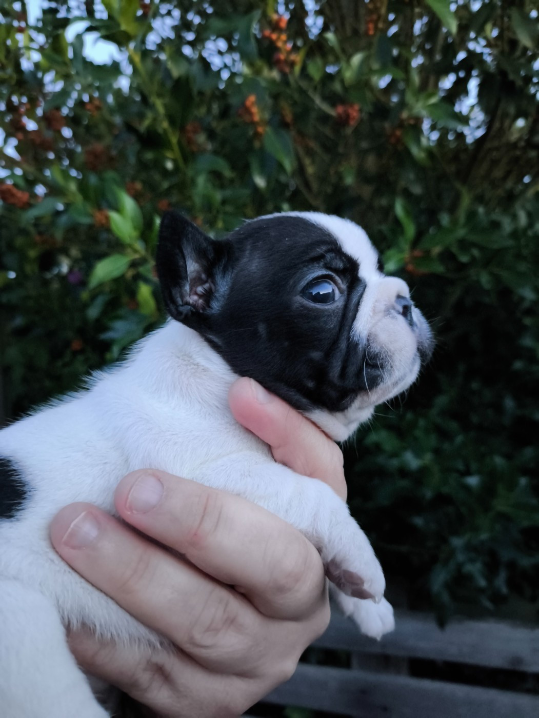 De La Futaie Des Merveilles - Chiots disponibles - Bouledogue français