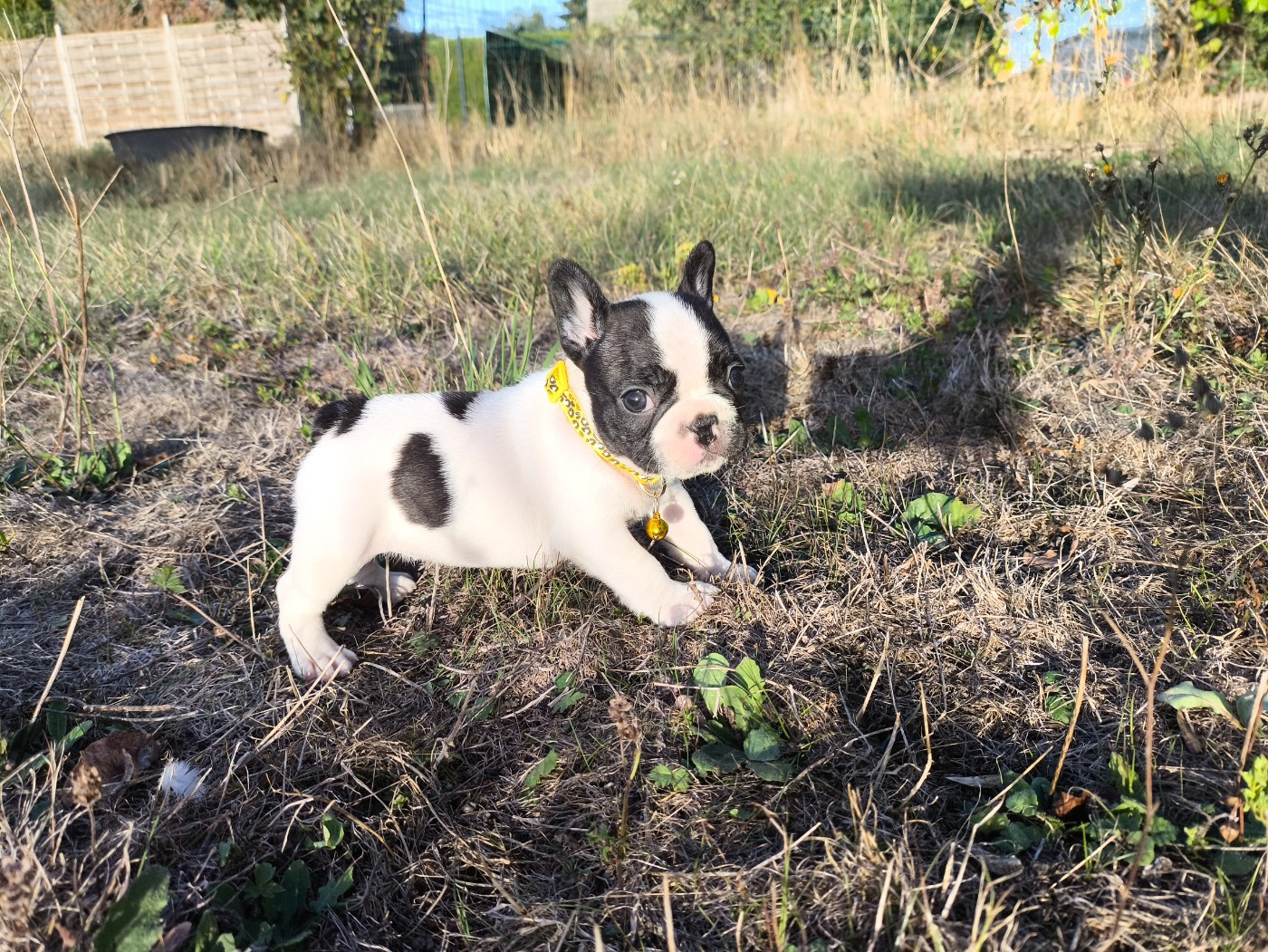 De La Futaie Des Merveilles - Chiots disponibles - Bouledogue français