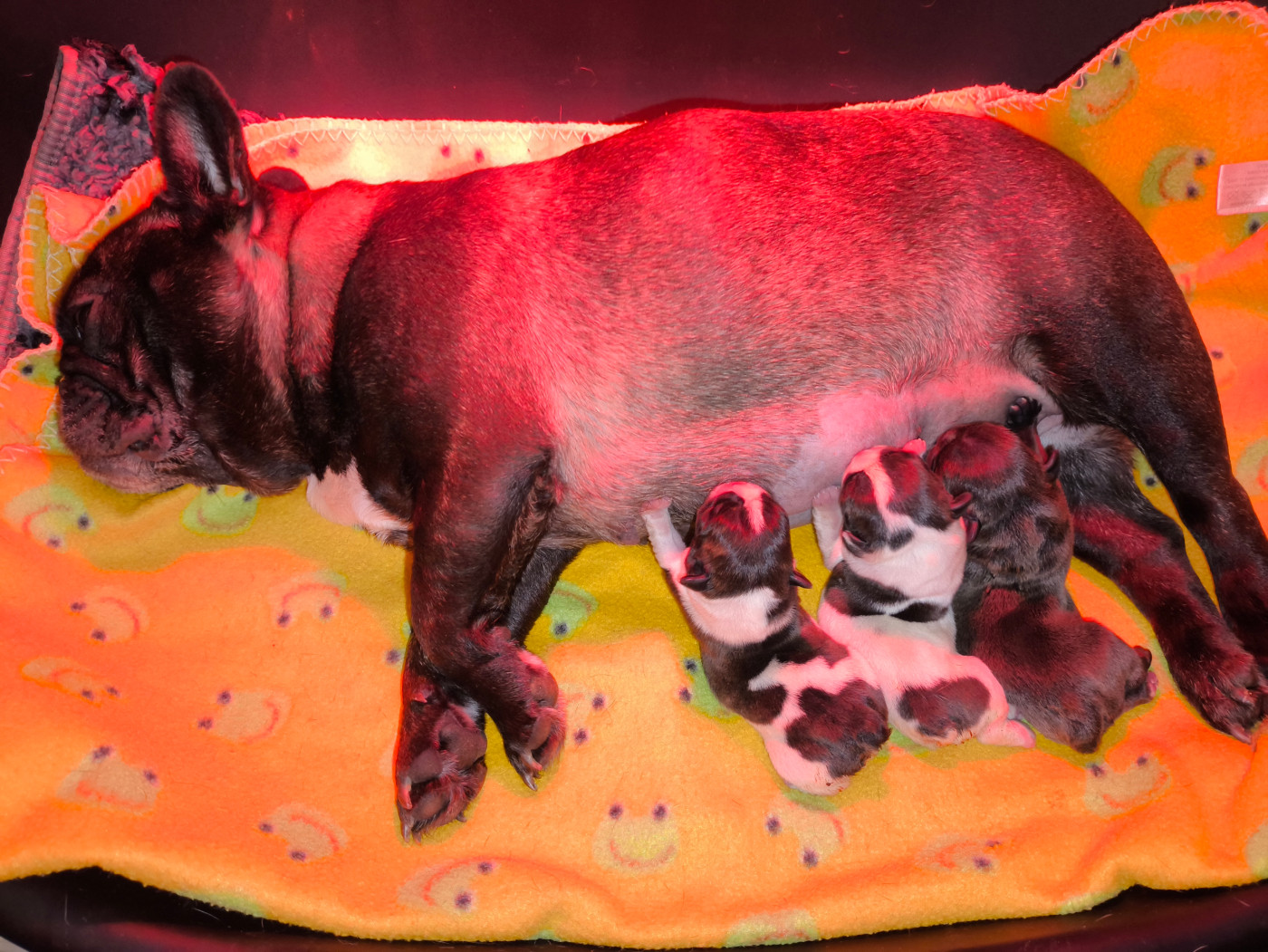 De La Futaie Des Merveilles - Chiots disponibles - Bouledogue français