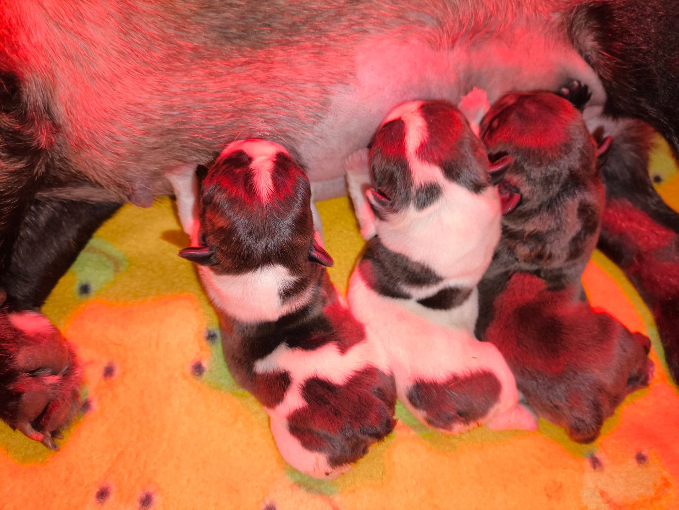 De La Futaie Des Merveilles - Chiots disponibles - Bouledogue français