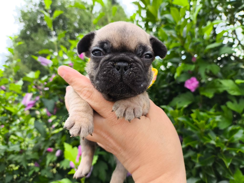 De La Futaie Des Merveilles - Chiots disponibles - Bouledogue français