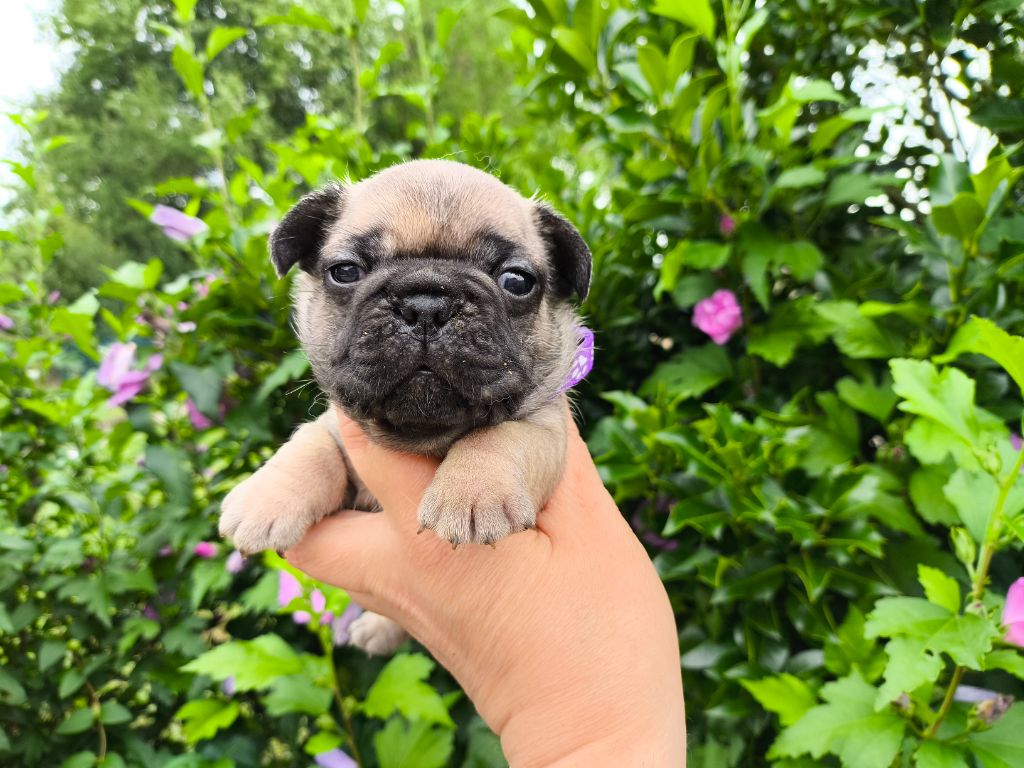 De La Futaie Des Merveilles - Chiots disponibles - Bouledogue français