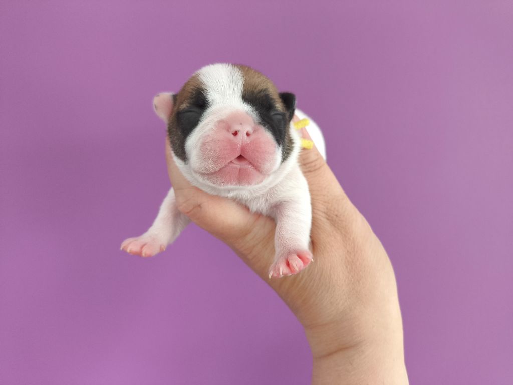 De La Futaie Des Merveilles - Chiots disponibles - Bouledogue français