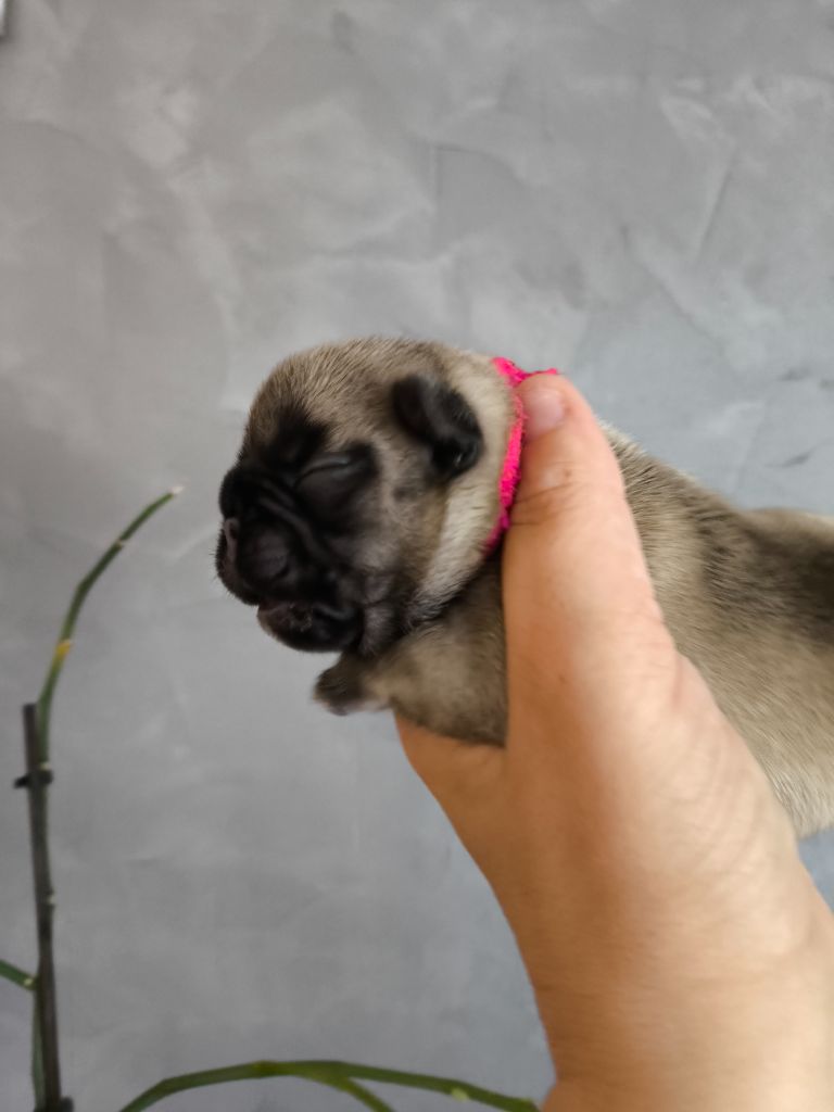 De La Futaie Des Merveilles - Chiots disponibles - Bouledogue français