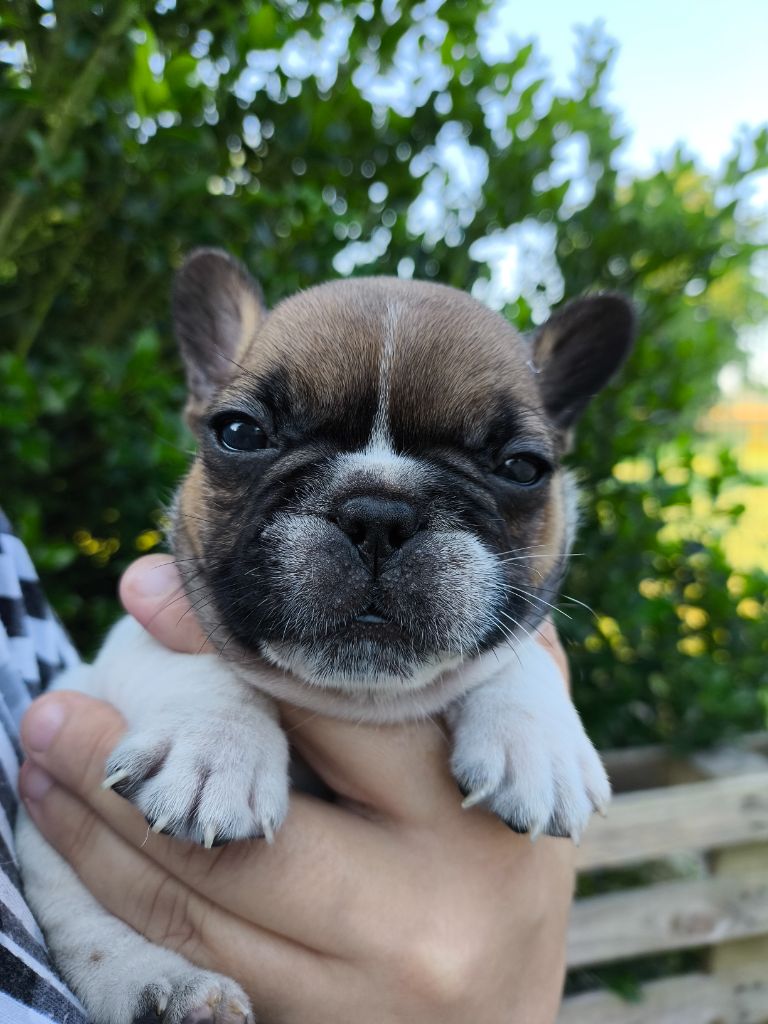 De La Futaie Des Merveilles - Chiots disponibles - Bouledogue français
