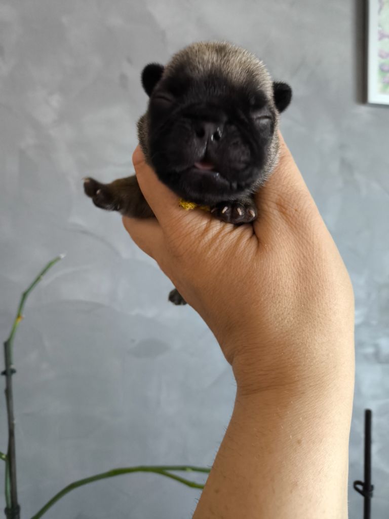 De La Futaie Des Merveilles - Chiots disponibles - Bouledogue français