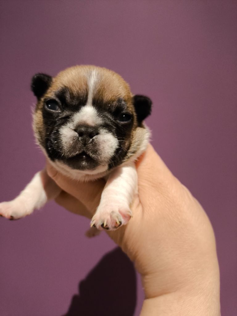 De La Futaie Des Merveilles - Chiots disponibles - Bouledogue français