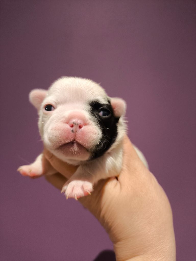 De La Futaie Des Merveilles - Chiots disponibles - Bouledogue français