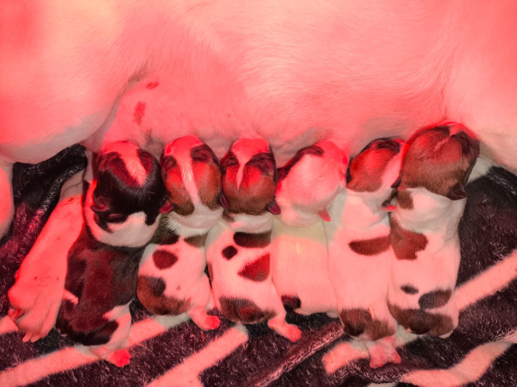 Chiot Bouledogue français De La Futaie Des Merveilles