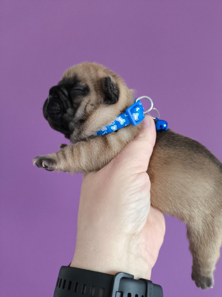 De La Futaie Des Merveilles - Chiots disponibles - Bouledogue français