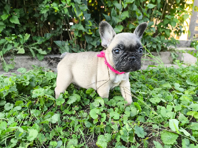 ATHÉA (collier rose) plastron blanc