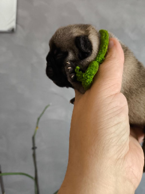 A (collier vert)
