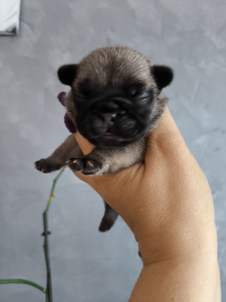 De La Futaie Des Merveilles - Chiots disponibles - Bouledogue français