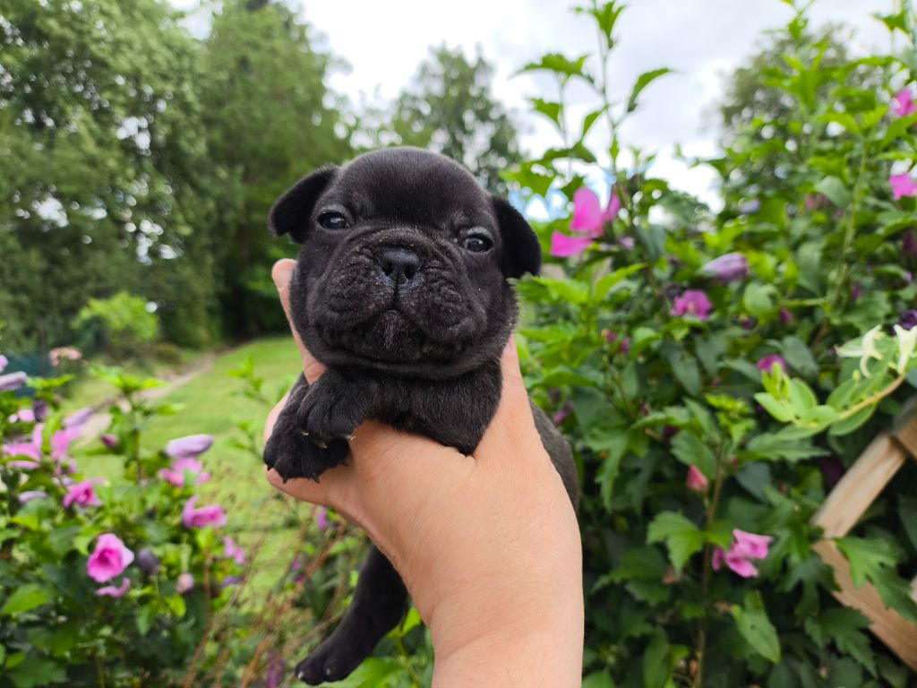 De La Futaie Des Merveilles - Chiots disponibles - Bouledogue français