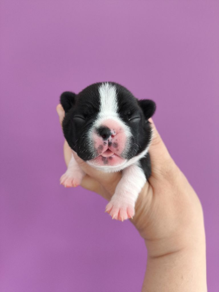 De La Futaie Des Merveilles - Chiots disponibles - Bouledogue français
