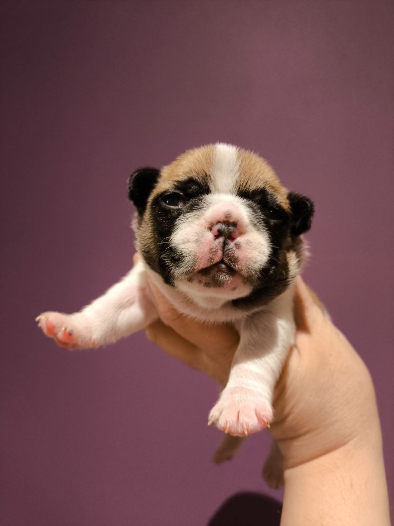 De La Futaie Des Merveilles - Chiots disponibles - Bouledogue français