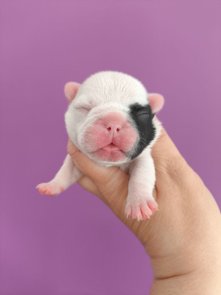 De La Futaie Des Merveilles - Chiots disponibles - Bouledogue français