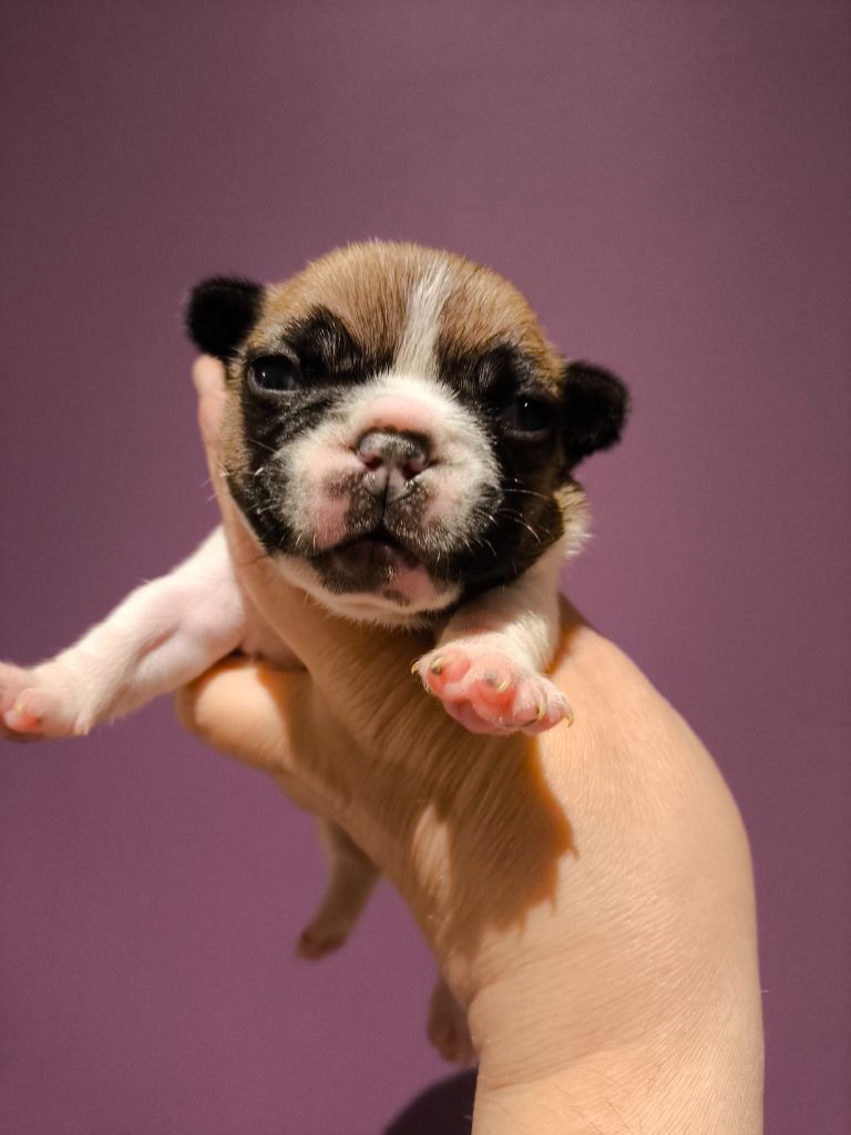 De La Futaie Des Merveilles - Chiots disponibles - Bouledogue français