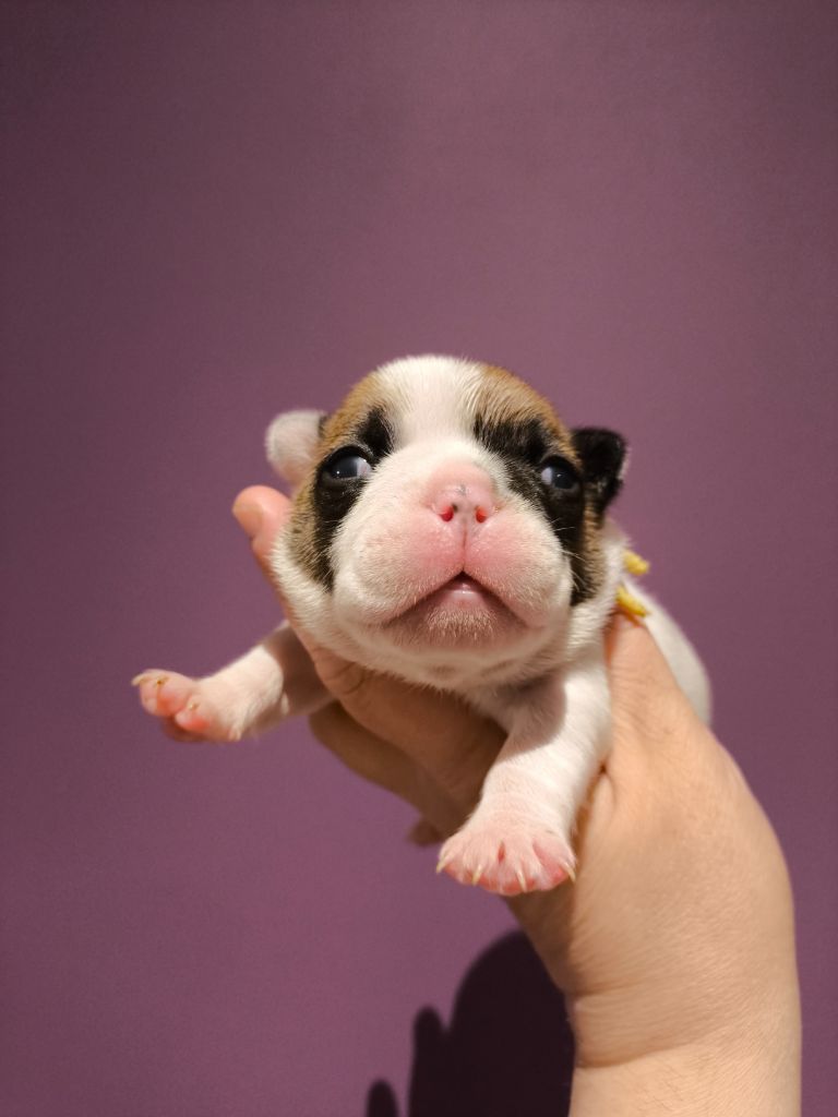De La Futaie Des Merveilles - Chiots disponibles - Bouledogue français