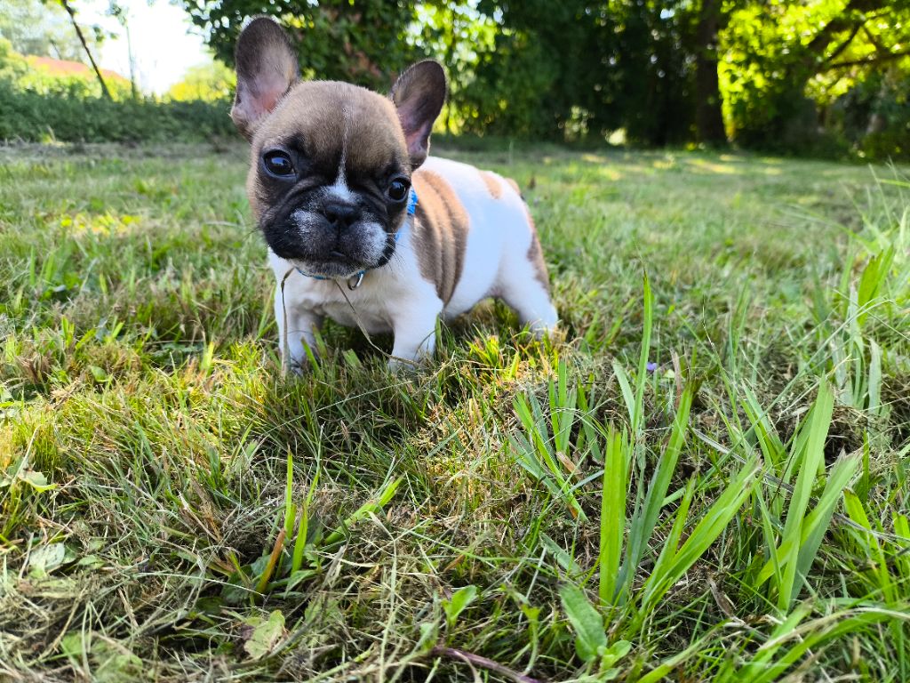 De La Futaie Des Merveilles - Chiots disponibles - Bouledogue français